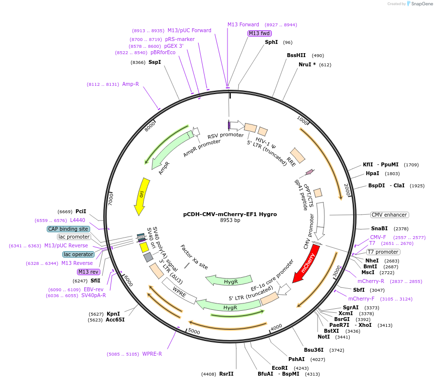 pCDH-CMV-mCherry-EF1